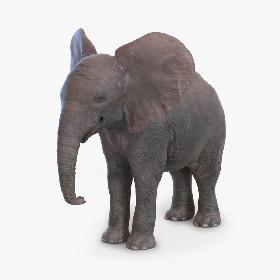 Baby Elephant